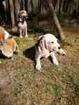 Beaglebilder_002.jpg
