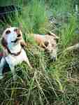 Beaglebilder_011.jpg