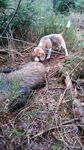 Beaglebilder_014.jpg