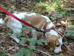 Beaglebilder_018.jpg