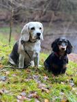 Beagle_Dackel.jpg