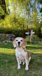 Beagle_Garten.JPG