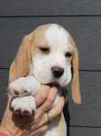 Buddy_4.jpg
